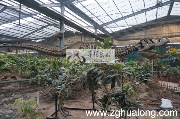 华龙艺术超逼真仿真霸王龙骨架长6M