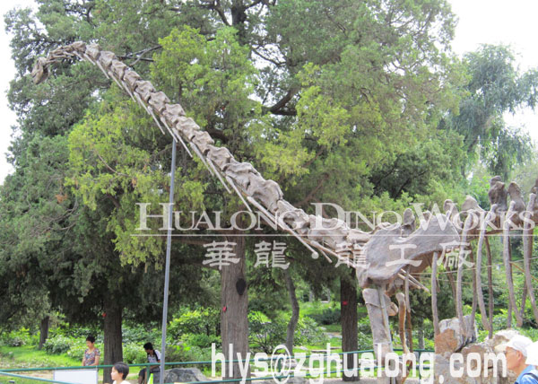 华龙艺术有趣仿真恐龙骨架