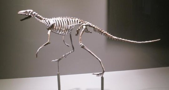 Animatronic Dinosaur skeleton